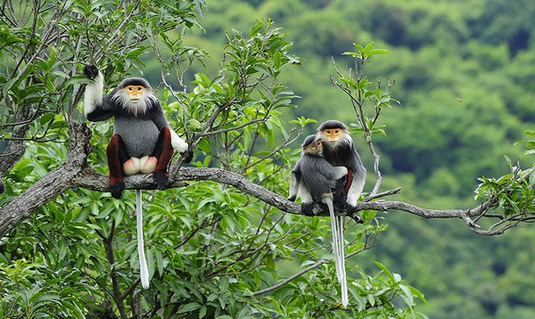 📝 Édito : Renforcement de la lutte contre la criminalité liée aux animaux sauvages ảnh 2