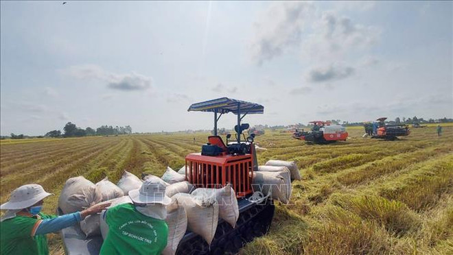 Le Vietnam exporte 1,7 million de tonnes de riz au premier trimestre ảnh 1 Le Vietnam exporte 1,7 million de tonnes de riz au premier trimestre ảnh 1