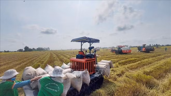 Le Vietnam exporte 1,7 million de tonnes de riz au premier trimestre ảnh 1 Le Vietnam exporte 1,7 million de tonnes de riz au premier trimestre ảnh 1