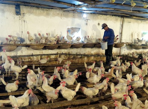 Le Vietnam exportera pour la première fois de la viande de poulet au Japon ảnh 2 Le Vietnam exportera pour la première fois de la viande de poulet au Japon ảnh 2