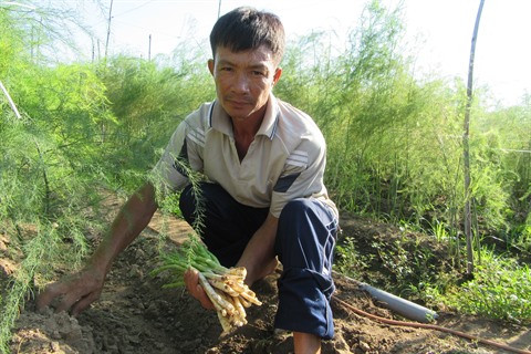 Au Centre, le bon filon des plantations d’asperges à Ninh Thuân ảnh 1 Au Centre, le bon filon des plantations d’asperges à Ninh Thuân ảnh 1