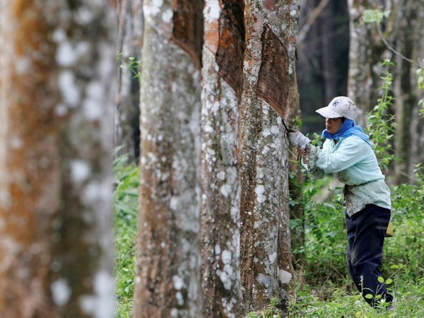 Dak Lak contribue au développement socioéconomique du Triangle de développement CLV ảnh 1 Dak Lak contribue au développement socioéconomique du Triangle de développement CLV ảnh 1