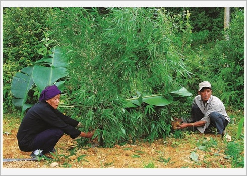 À Hà Giang, les Pu Péo célèbrent le génie de la forêt ảnh 1
