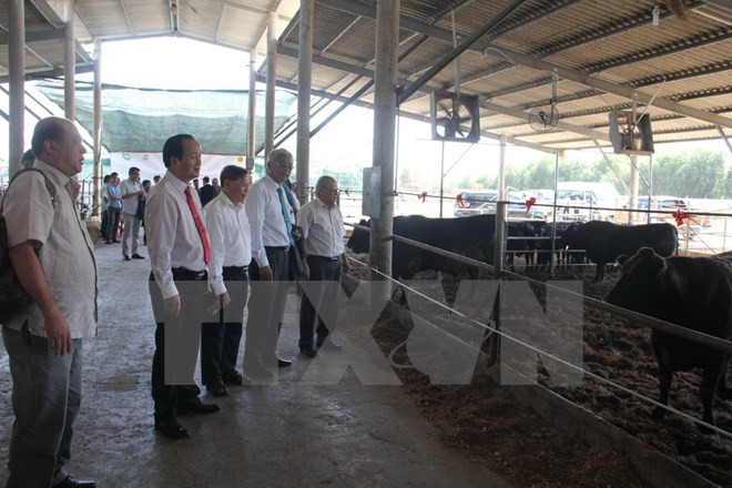 Vietnam et Japon signent un contrat dans l’élevage du bœuf wagyu ảnh 1 Vietnam et Japon signent un contrat dans l’élevage du bœuf wagyu ảnh 1