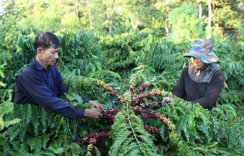 Lam Dong célèbre la première Journée du café du Vietnam ảnh 1 Lam Dong célèbre la première Journée du café du Vietnam ảnh 1