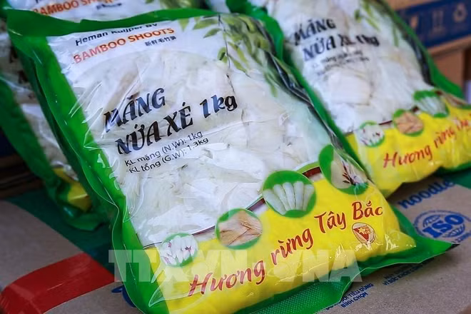 Exportations de 28 tonnes de pousses de bambou fraîches vers les Pays-Bas ảnh 1 Exportations de 28 tonnes de pousses de bambou fraîches vers les Pays-Bas ảnh 1