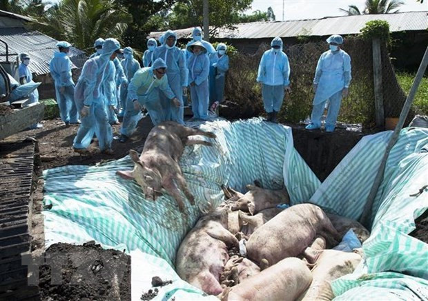 Le Vietnam et les États-Unis étudient conjointement un vaccin contre la peste porcine africaine ảnh 1