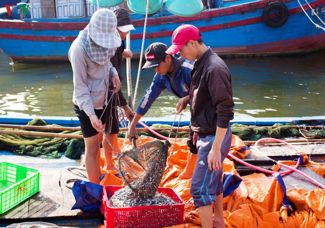 Une saison des anchois propice pour les pêcheurs de Quang Tri ảnh 1 Une saison des anchois propice pour les pêcheurs de Quang Tri ảnh 1
