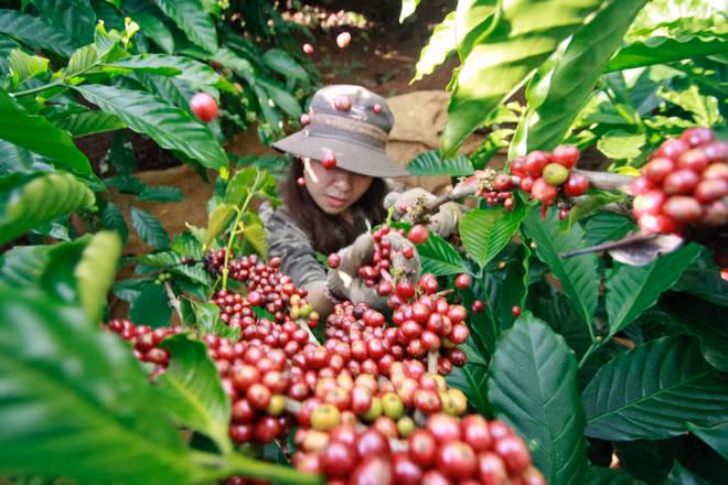 L'Algérie, 4e importateur africain de produits vietnamiens ảnh 1