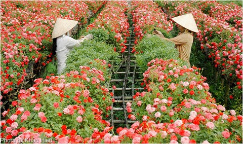 L’exode des fleurs de Hanoï ảnh 1 L’exode des fleurs de Hanoï ảnh 1