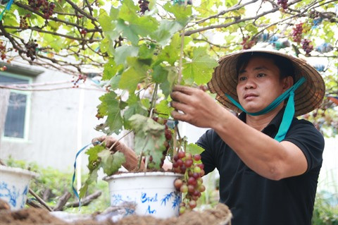 Apparition de vignes ornementales sur le marché du Têt ảnh 1 Apparition de vignes ornementales sur le marché du Têt ảnh 1