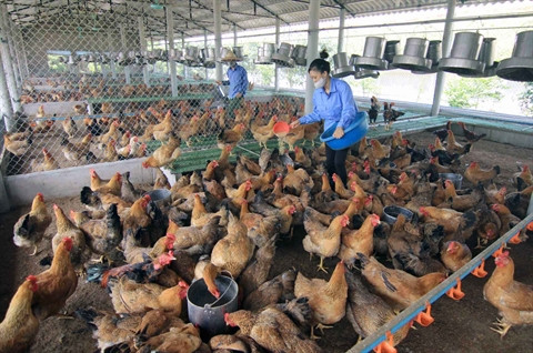 La lutte contre la pauvreté, grande cause nationale ảnh 2 La lutte contre la pauvreté, grande cause nationale ảnh 2