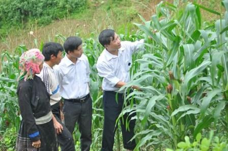 JICA : fin du projet "Développement rural dans la région Nord-Ouest" ảnh 1 JICA : fin du projet "Développement rural dans la région Nord-Ouest" ảnh 1