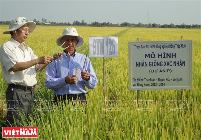 Nguyên Viêt Cuong et les variétés de riz pour les terres alunées de Dông Thap Muoi ảnh 2 Nguyên Viêt Cuong et les variétés de riz pour les terres alunées de Dông Thap Muoi ảnh 2