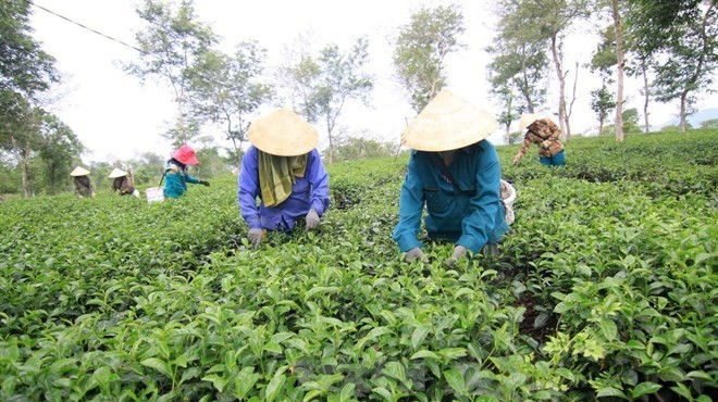 Le thé de Tam Duong vise les marchés les plus exigeants ảnh 1 Le thé de Tam Duong vise les marchés les plus exigeants ảnh 1