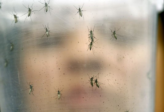 Virus Zika: le Vietnam renforce ses mesures de prévention ảnh 2 Virus Zika: le Vietnam renforce ses mesures de prévention ảnh 2