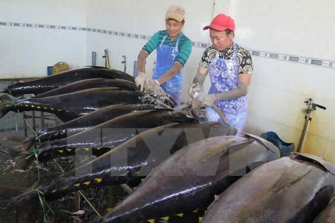 Pêche au thon : don du Japon pour Binh Dinh ảnh 1 Pêche au thon : don du Japon pour Binh Dinh ảnh 1