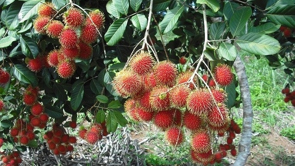 Le ramboutan de Vinh Long exporté en France ảnh 1 Le ramboutan de Vinh Long exporté en France ảnh 1