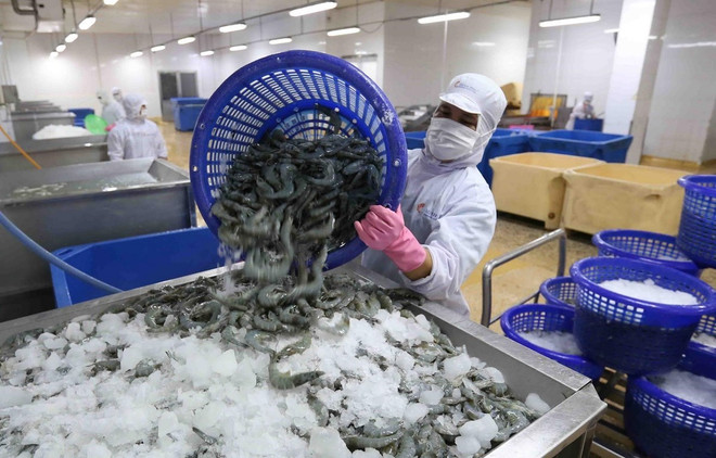 Crevettes : le Vietnam salue la décision des Etats-Unis concernant Minh Phu Seafood Corporation ảnh 1 Crevettes : le Vietnam salue la décision des Etats-Unis concernant Minh Phu Seafood Corporation ảnh 1