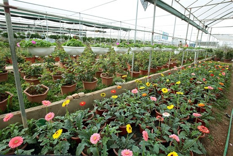 La floriculture change la physionomie de Xuân Quan ảnh 2 La floriculture change la physionomie de Xuân Quan ảnh 2