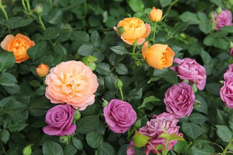 La floriculture change la physionomie de Xuân Quan ảnh 3 La floriculture change la physionomie de Xuân Quan ảnh 3