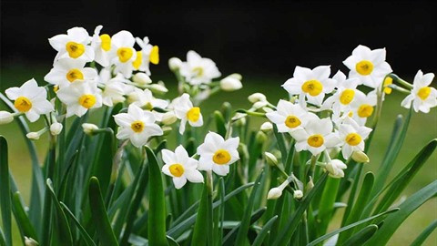 Le narcisse ou le plaisir printanier des Hanoïens ảnh 2 Le narcisse ou le plaisir printanier des Hanoïens ảnh 2