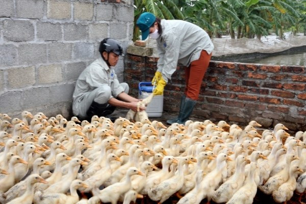 Plus de 762 milliards de dongs consacrés à la lutte contre la grippe aviaire ảnh 1 Plus de 762 milliards de dongs consacrés à la lutte contre la grippe aviaire ảnh 1
