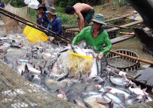 Les ventes de pangasius frôleraient les 2 milliards de dollars en 2018 ảnh 1 Les ventes de pangasius frôleraient les 2 milliards de dollars en 2018 ảnh 1