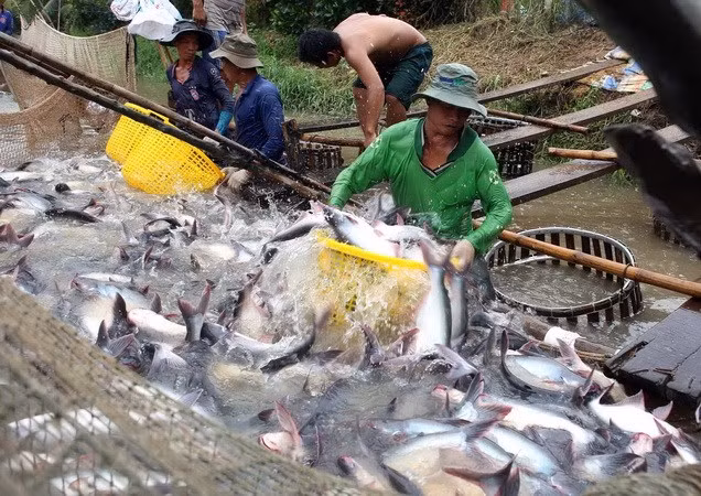 Les ventes de pangasius frôleraient les 2 milliards de dollars en 2018 ảnh 1