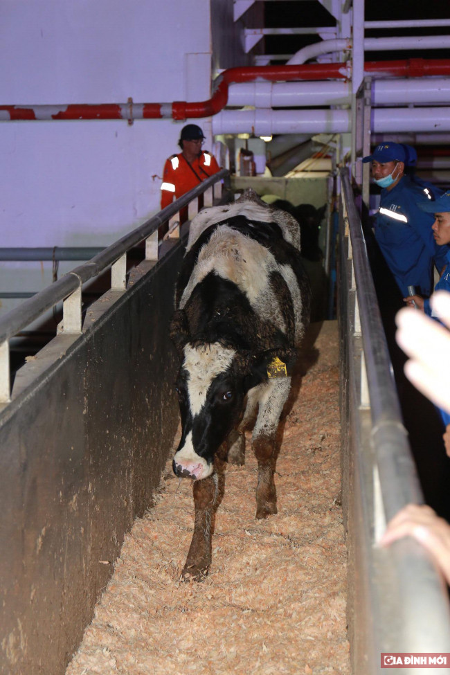 TH importe près de 1.800 vaches laitières des Etats-Unis ảnh 1 TH importe près de 1.800 vaches laitières des Etats-Unis ảnh 1
