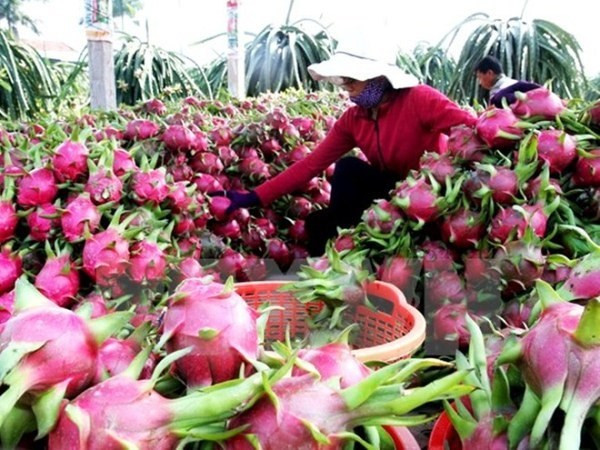 Efforts pour améliorer la qualité des fruits vietnamiens ảnh 1