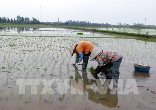 Les variétés de riz vietnamiennes représentent 59% de la superficie rizicole du pays ảnh 1 Les variétés de riz vietnamiennes représentent 59% de la superficie rizicole du pays ảnh 1