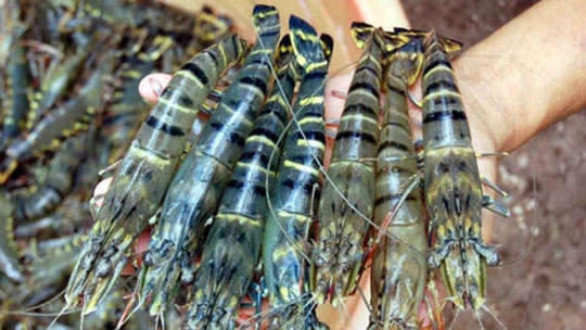 Les crevettes de Cà Mau présentes dans plus de 90 pays et territoires ảnh 1