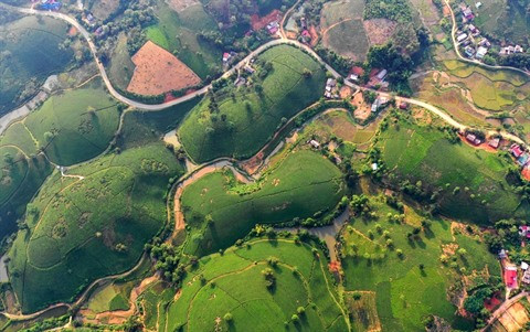 Faire naître la marque du thé vert de Phu Tho ảnh 1