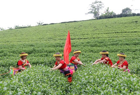 Faire naître la marque du thé vert de Phu Tho ảnh 2
