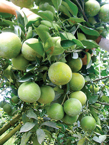 Dans la province de Hâu Giang: Les fruits de la croissance ảnh 2