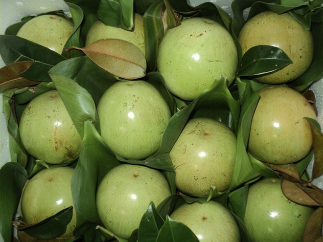 Forte hausse d’exportation de pommes de lait vers les Etats-Unis ảnh 1