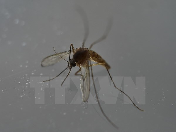 Les Philippines recensent deux nouveaux cas de Zika ảnh 1 Les Philippines recensent deux nouveaux cas de Zika ảnh 1