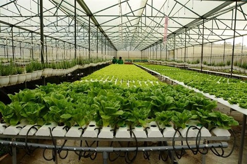 Quang Ninh séduit les projets agricoles ảnh 1 Quang Ninh séduit les projets agricoles ảnh 1