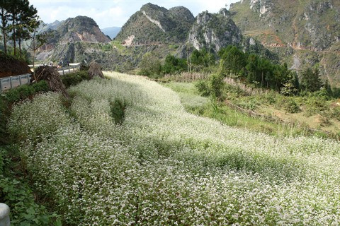 Ouverture de la 2e fête des fleurs de sarrasin à Hà Giang ảnh 1 Ouverture de la 2e fête des fleurs de sarrasin à Hà Giang ảnh 1