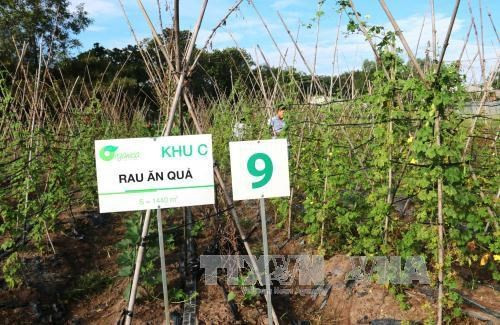 Agriculture high-tech : Tay Ninh va choisir le Japon comme partenaire ảnh 1 Agriculture high-tech : Tay Ninh va choisir le Japon comme partenaire ảnh 1