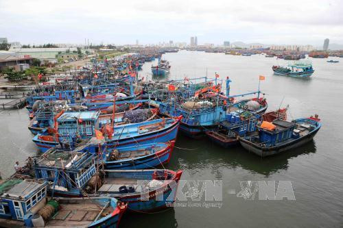 Tempête Sarika : faire au mieux pour protéger la vie de la population ảnh 1