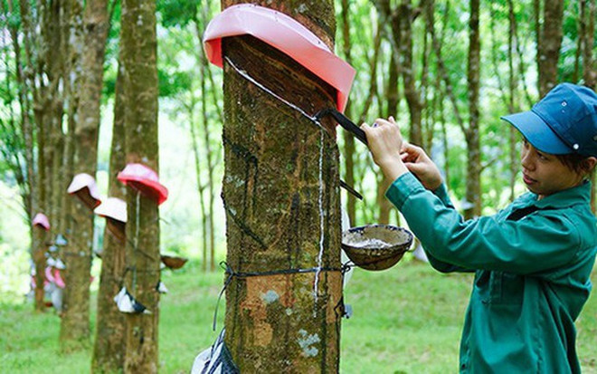 Les exportations de caoutchouc en hausse tant en valeur qu’en volume en 2020 ảnh 1 Les exportations de caoutchouc en hausse tant en valeur qu’en volume en 2020 ảnh 1