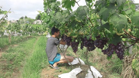 Ces jeunes agriculteurs qui font fortune dans leur terre natale ảnh 3 Ces jeunes agriculteurs qui font fortune dans leur terre natale ảnh 3