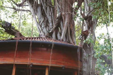 Le café qui se perche sur des arbres séculaires à Hô Chi Minh-Ville ảnh 2 Le café qui se perche sur des arbres séculaires à Hô Chi Minh-Ville ảnh 2