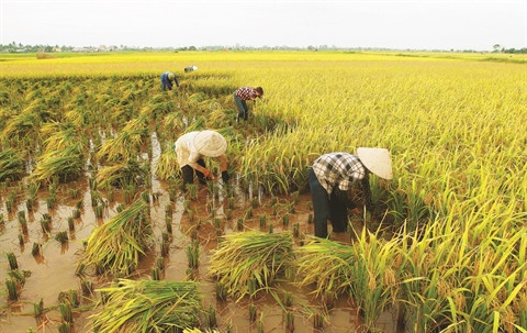 Le Vietnam exportera 4 millions de tonnes de riz en 2030 ảnh 1 Le Vietnam exportera 4 millions de tonnes de riz en 2030 ảnh 1