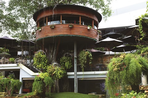 Le café qui se perche sur des arbres séculaires à Hô Chi Minh-Ville ảnh 1 Le café qui se perche sur des arbres séculaires à Hô Chi Minh-Ville ảnh 1