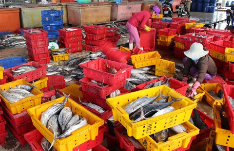 Le Vietnam s’efforce d’aller vers une pêche durable ảnh 2 Le Vietnam s’efforce d’aller vers une pêche durable ảnh 2