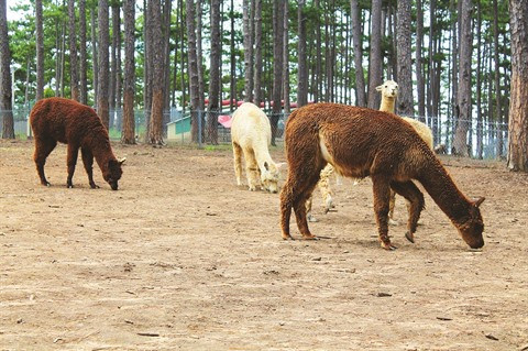 Un parc zoologique australien prend ses quartiers d’altitude à Dà Lat ảnh 1 Un parc zoologique australien prend ses quartiers d’altitude à Dà Lat ảnh 1