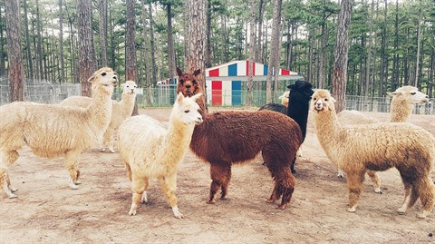Visite guidée à Zoodoo, un zoo de nouvelle génération à Dà Lat ảnh 1 Visite guidée à Zoodoo, un zoo de nouvelle génération à Dà Lat ảnh 1